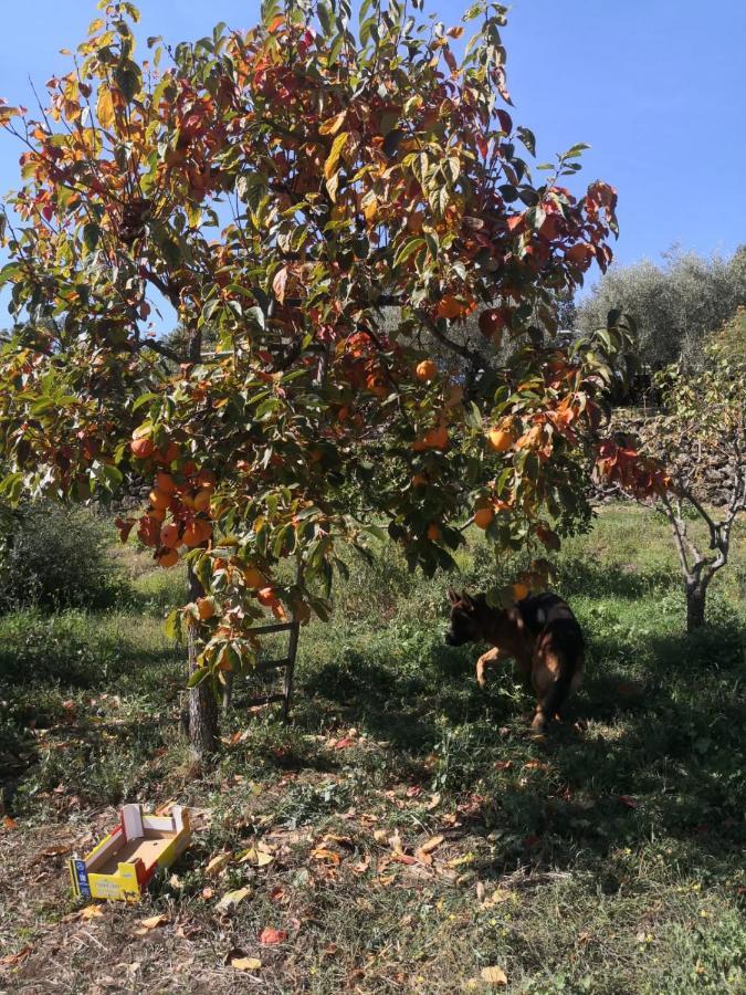 Alle Pendici Dell'Etna Ragalna Екстериор снимка
