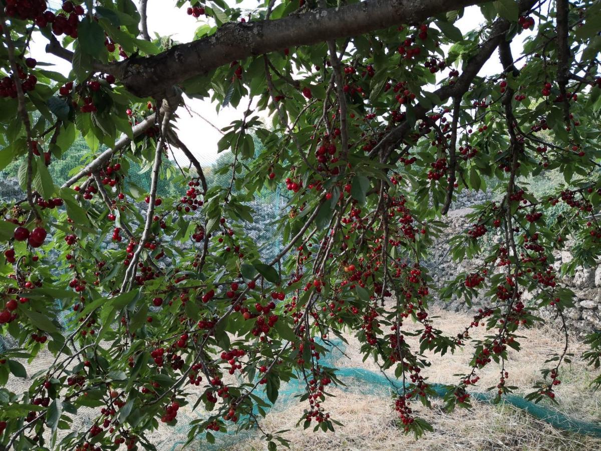 Alle Pendici Dell'Etna Ragalna Екстериор снимка